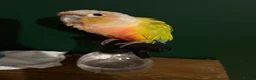 Conures birds for sale: Presumably male tame conure - Advert 3