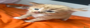 Boy 2