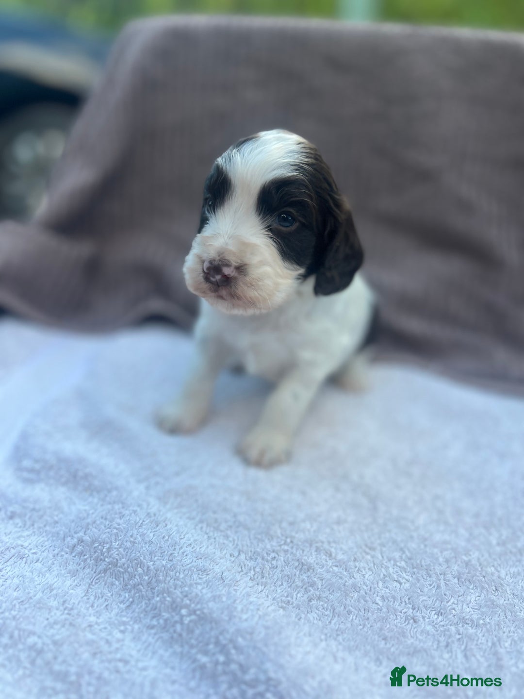 Cocker Spaniel dogs for sale: Working Cocker Spaniel Puppies  - Image 6