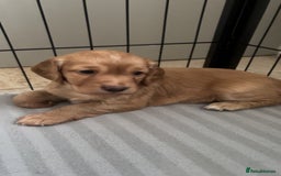 Cocker Spaniel dogs for sale: KC Registered Working Cocker Spaniel Puppies - Image 16