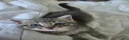 Scottish Fold cats for sale: Beautiful Scottish Fold Grey kittens for sale - Advert 8