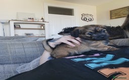 Mixed Breed dogs for sale: Little bundles of schweenie love!  - Image 28