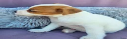 Jack Russell dogs for sale: Jack Russell puppies 🐶  - Advert 4