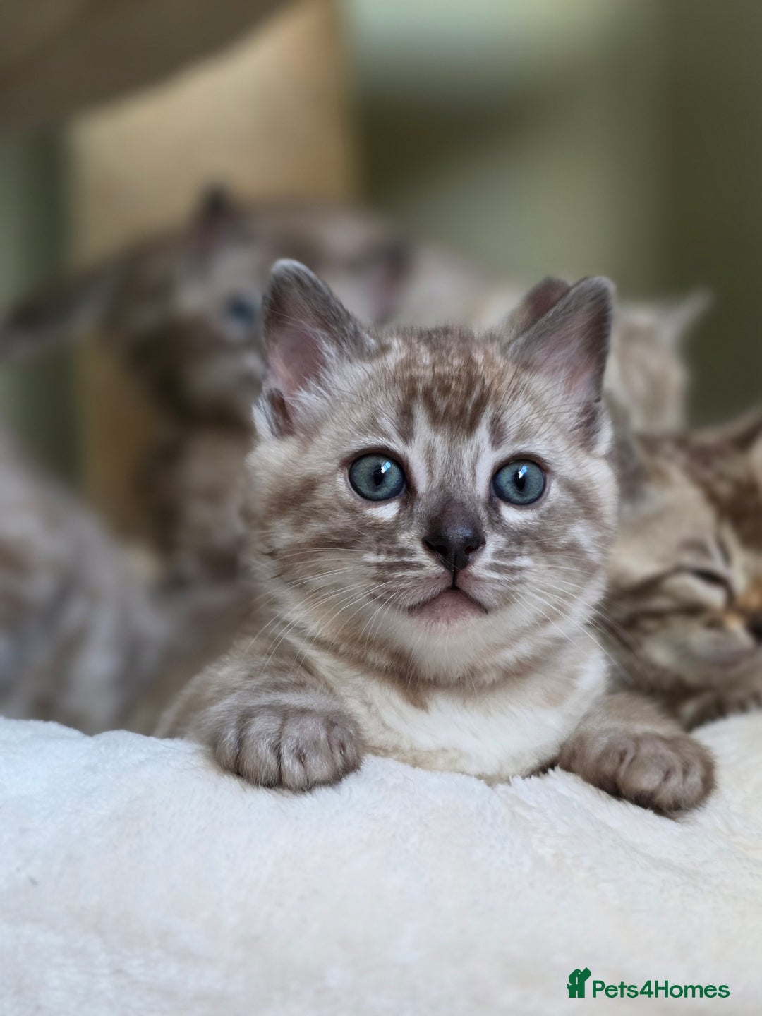 Bengal cats for sale: ❄️ Gorgeous Snow and Charcoal Bengals ❄️  - Advert 8