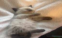 Ragdoll cats for sale: Ragdoll kittens for sale  in Runcorn - Image 11
