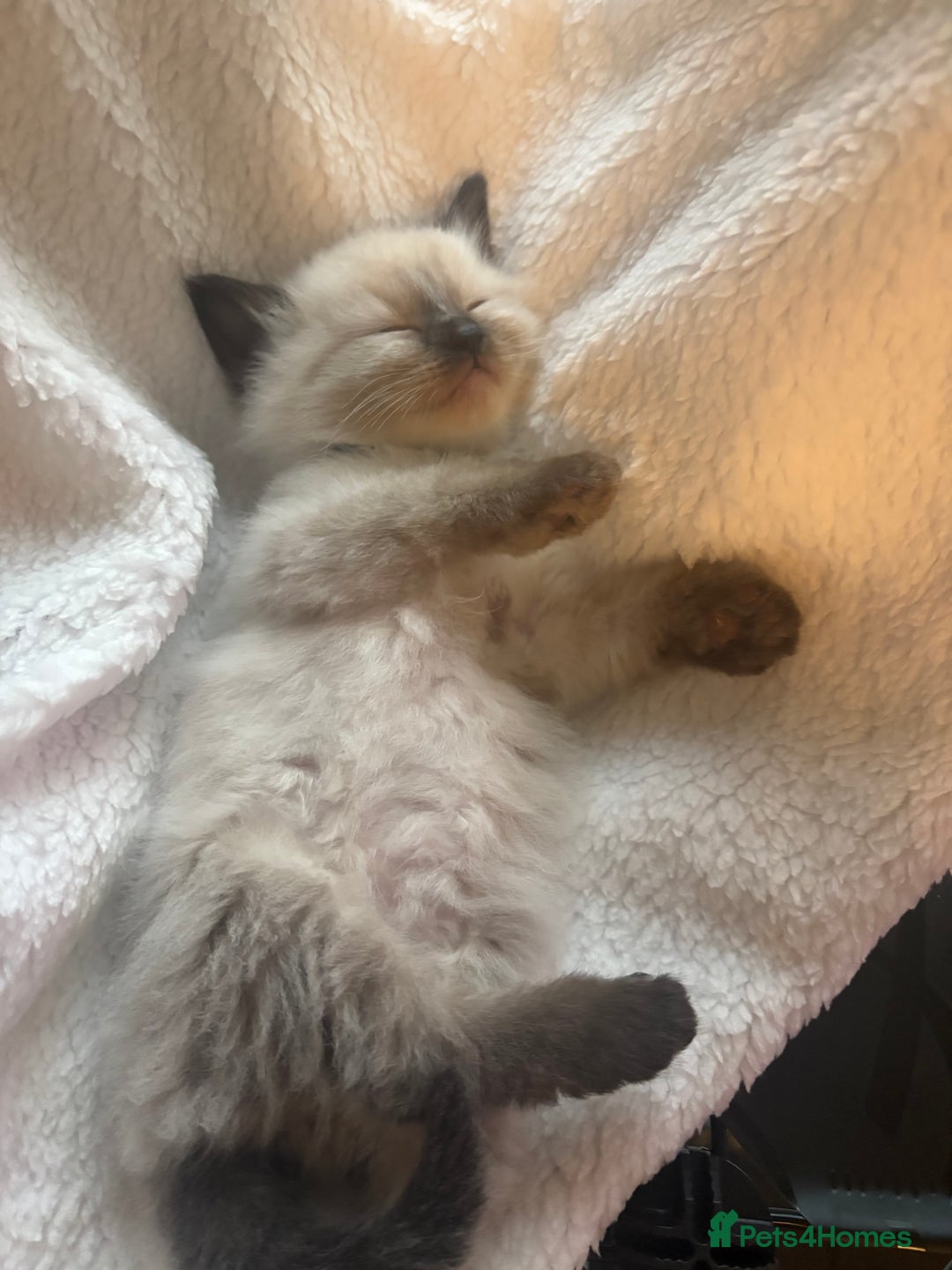 Ragdoll cats for sale: Ragdoll kittens for sale  in Runcorn - Image 11