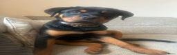 Rottweiler dogs for stud: KC REGISTERED ROTTWEILER in Worcester - Advert 15