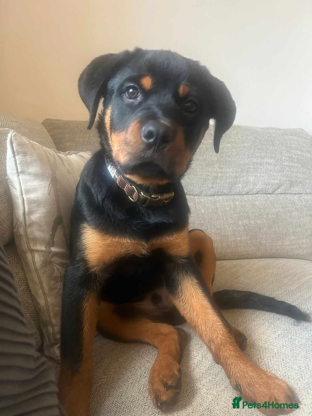 Rottweiler dogs for stud: KC REGISTERED ROTTWEILER in Worcester - Advert 15