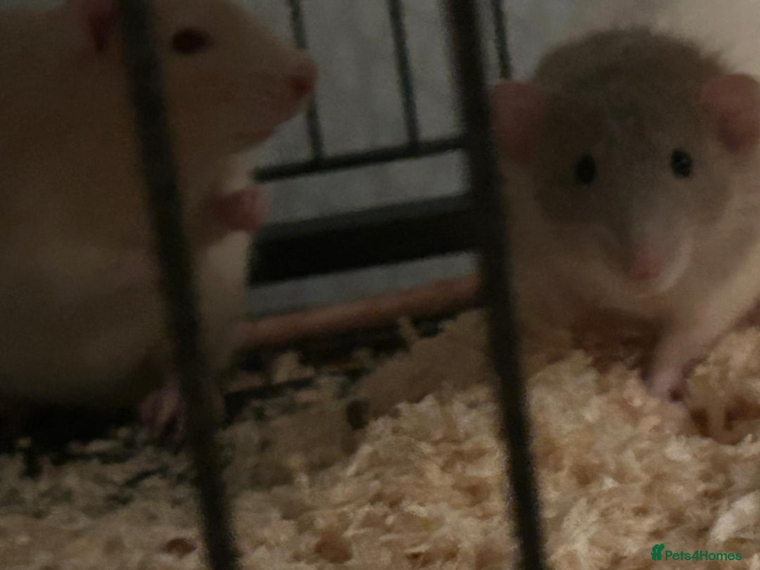 Rat rodents for sale: 2 male rats for sale - Advert 2
