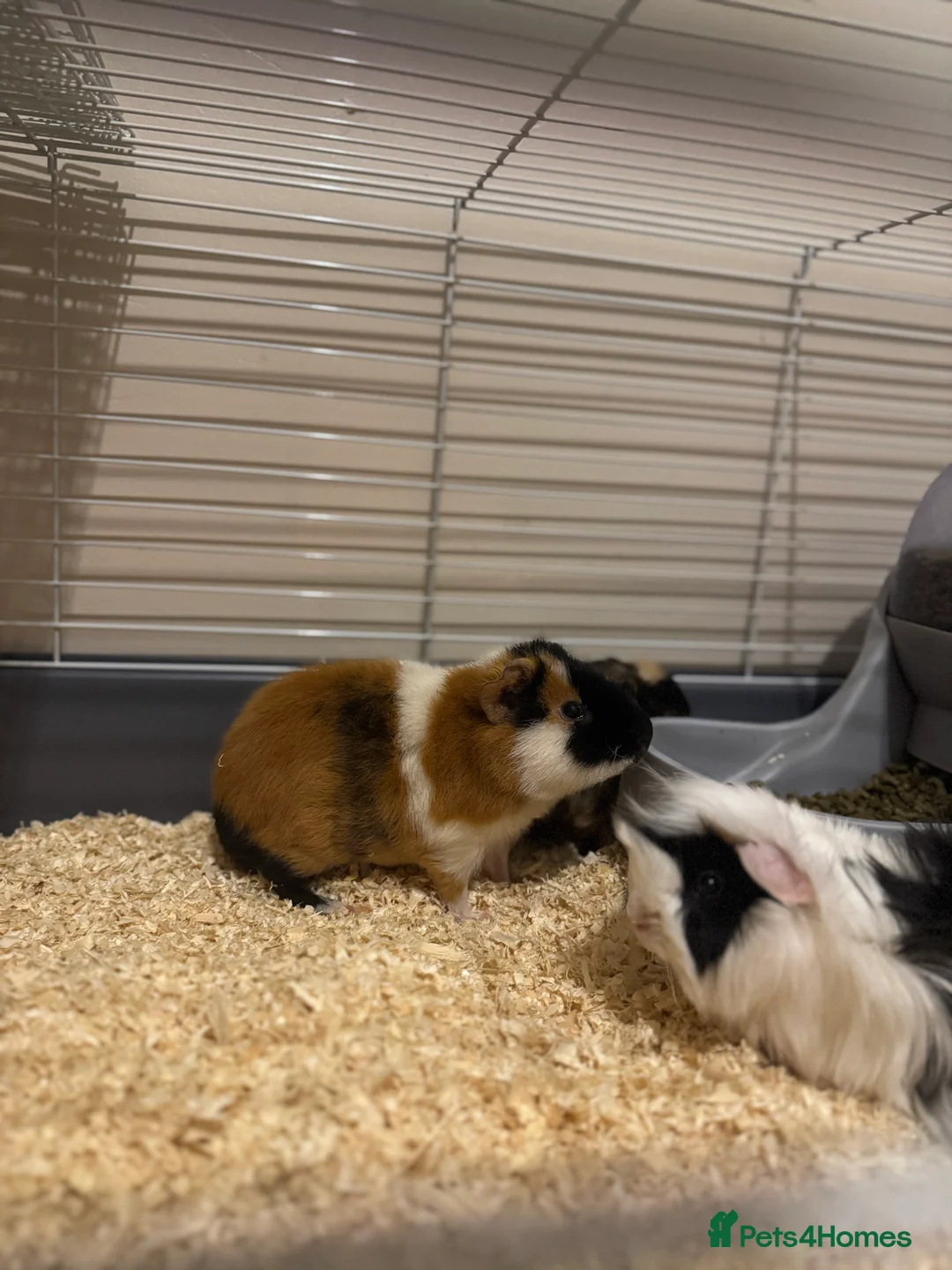 Guinea Pig rodents for sale: Three super friendly guinea pigs  - Advert 1