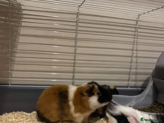 Guinea Pig rodents Three super friendly guinea pigs - Advert 1