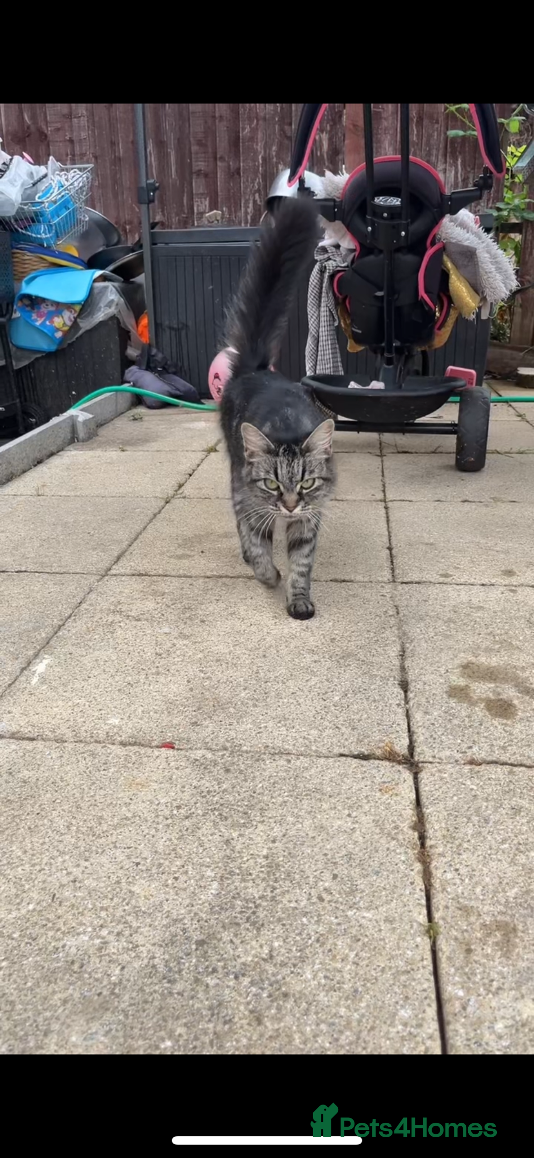 Mixed Breed cats for sale: Maine coon mixed breed - Image 16