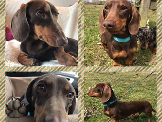 Miniature Dachshund dogs in Hinckley - Advert 25