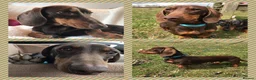Miniature Dachshund dogs for stud: Proven, KC Reg, PRA clear, Miniature Dachshund  - Advert 1