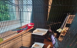 Parrots birds for sale: Rosella male parrot - Image 6