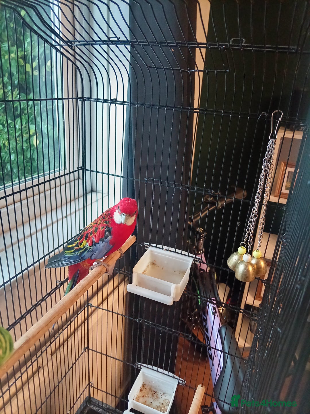 Parrots birds for sale: Rosella male parrot - Image 6