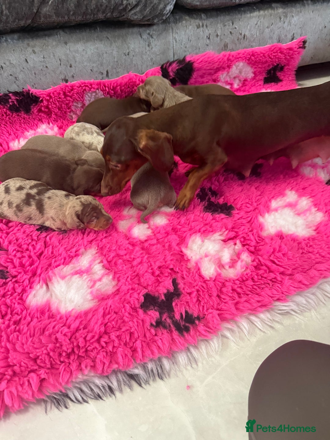 Miniature Dachshund dogs for sale: Outstanding True To Type Miniature Dachshunds - Advert 11