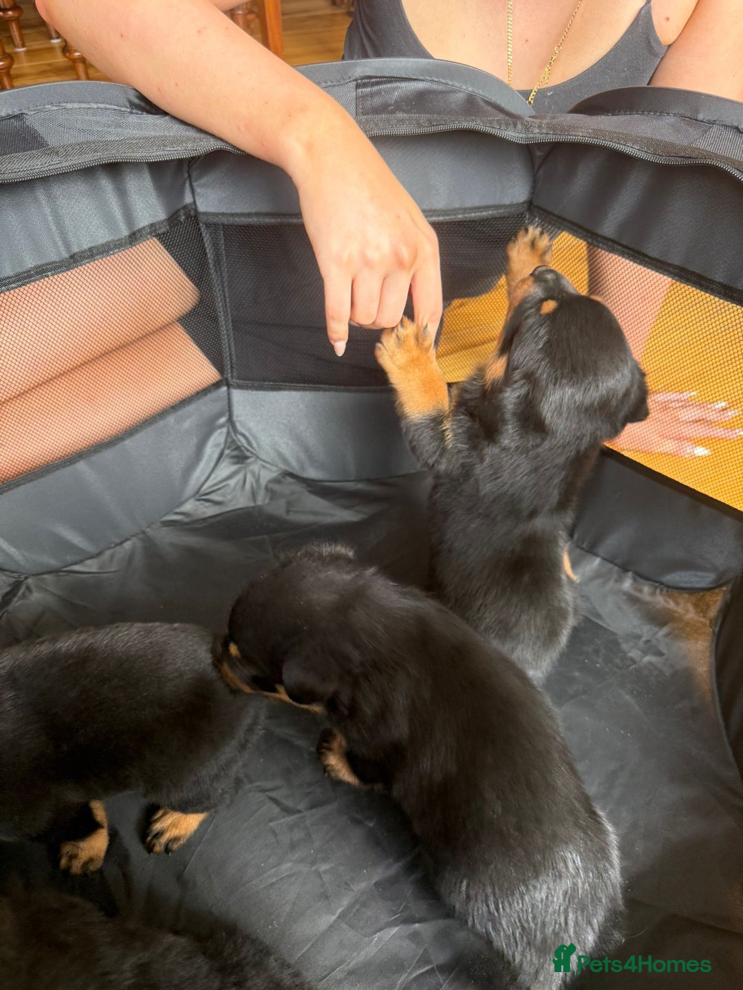 Rottweiler dogs for sale: Rottweiler puppies  - Image 9