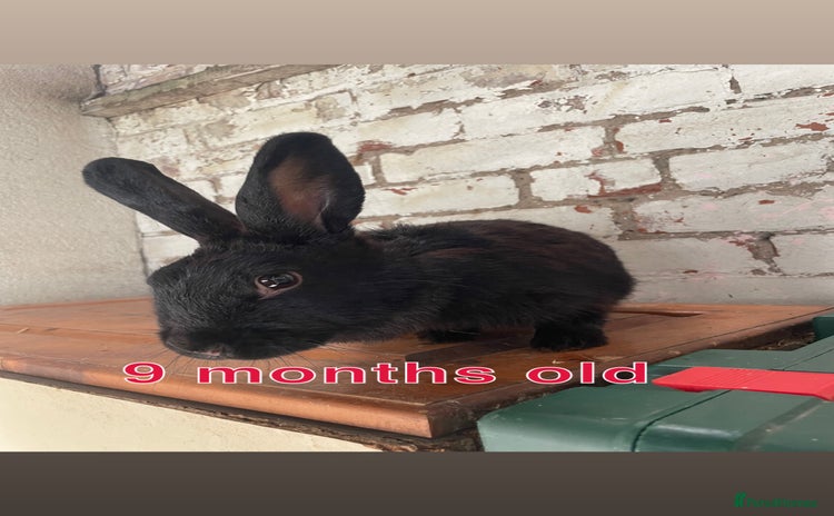 Mixed Breed rabbits - Advert 1