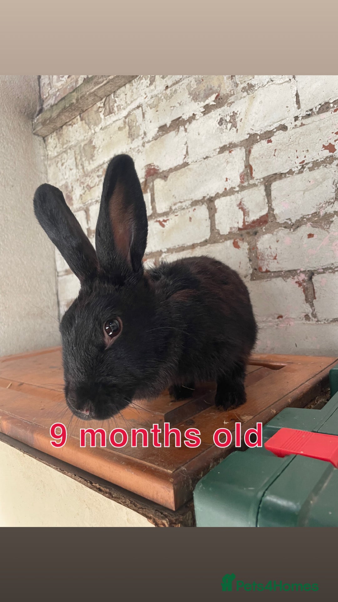 Mixed Breed rabbits for sale: Free rabbits  - Image 1