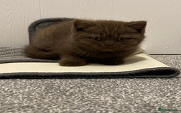 British Shorthair cats for sale: **SOLD ** British Shorthair Chocolate Male  - Image 2