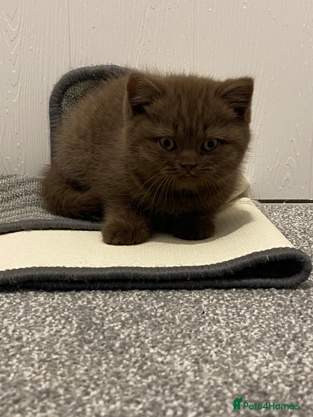 British Shorthair cats for sale: **SOLD ** British Shorthair Chocolate Male  - Image 2