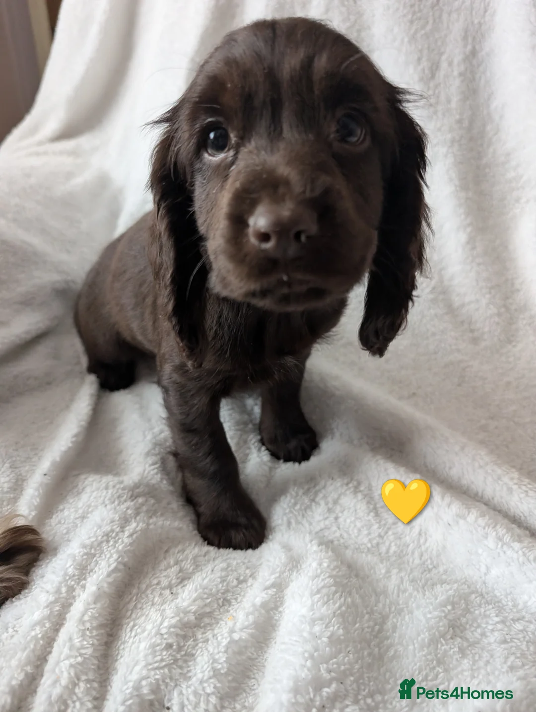 Cocker Spaniel dogs for sale: Cockerspaniel puppies ready soon! - Advert 16