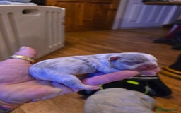 French Bulldog dogs for sale: FRENCH BULLDOG ** - Image 14
