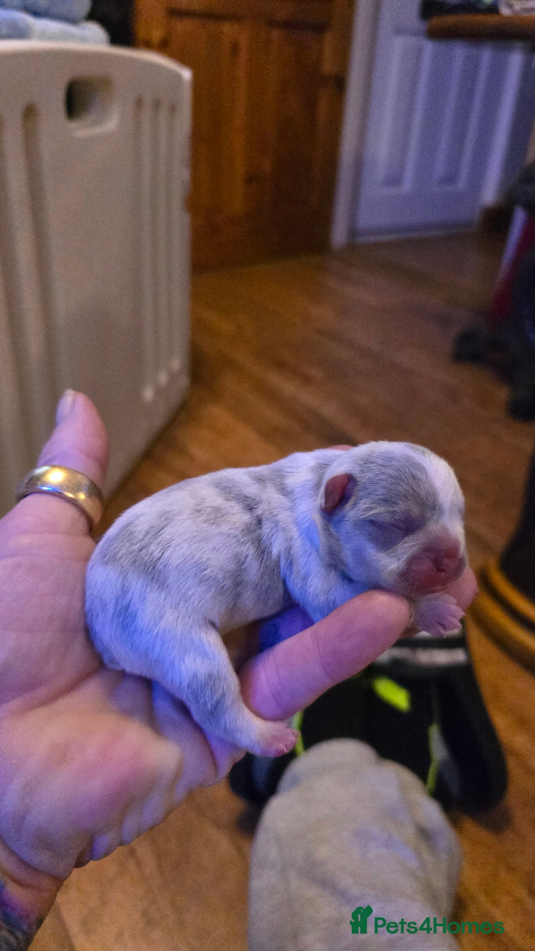 French Bulldog dogs for sale: FRENCH BULLDOG ** - Image 14