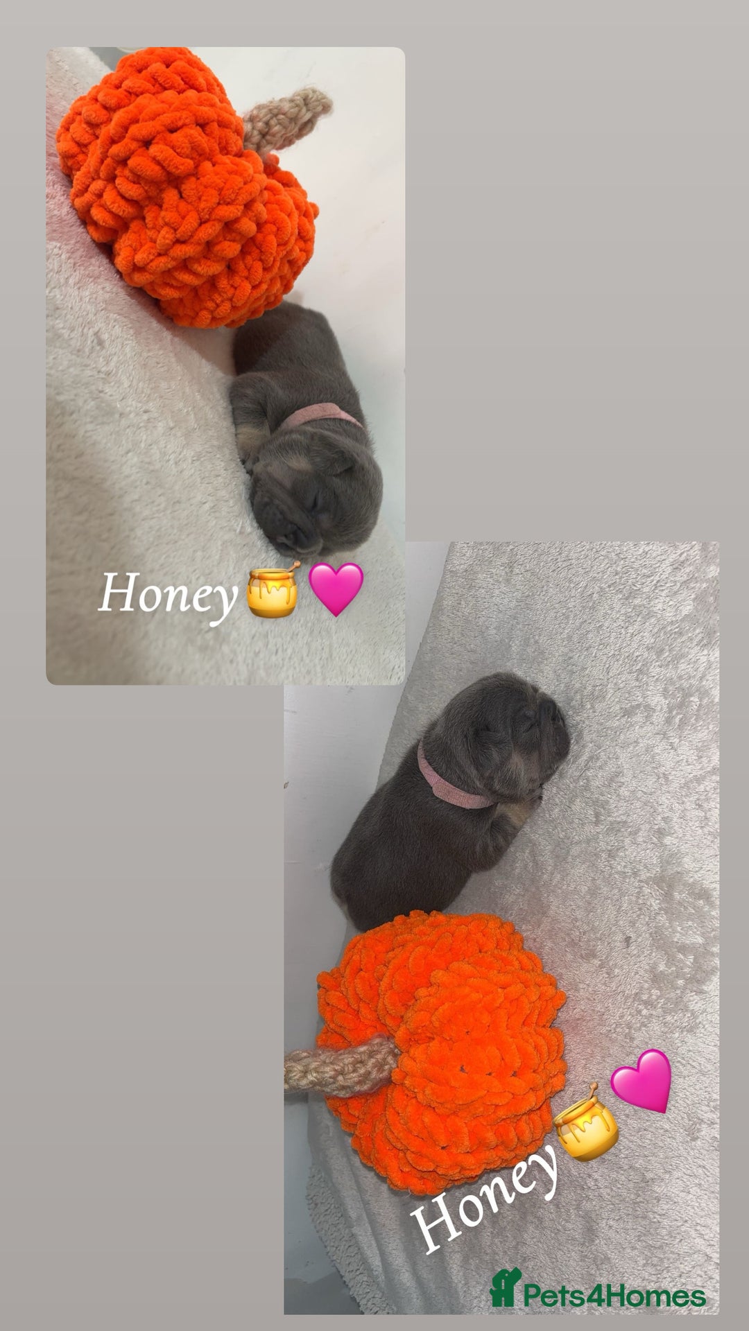 French Bulldog dogs for sale: Frenchie pups - Image 3