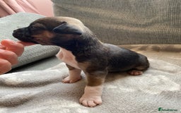 Mixed Breed dogs for sale: French bulldog x Staffordshire bull terrier - Image 9