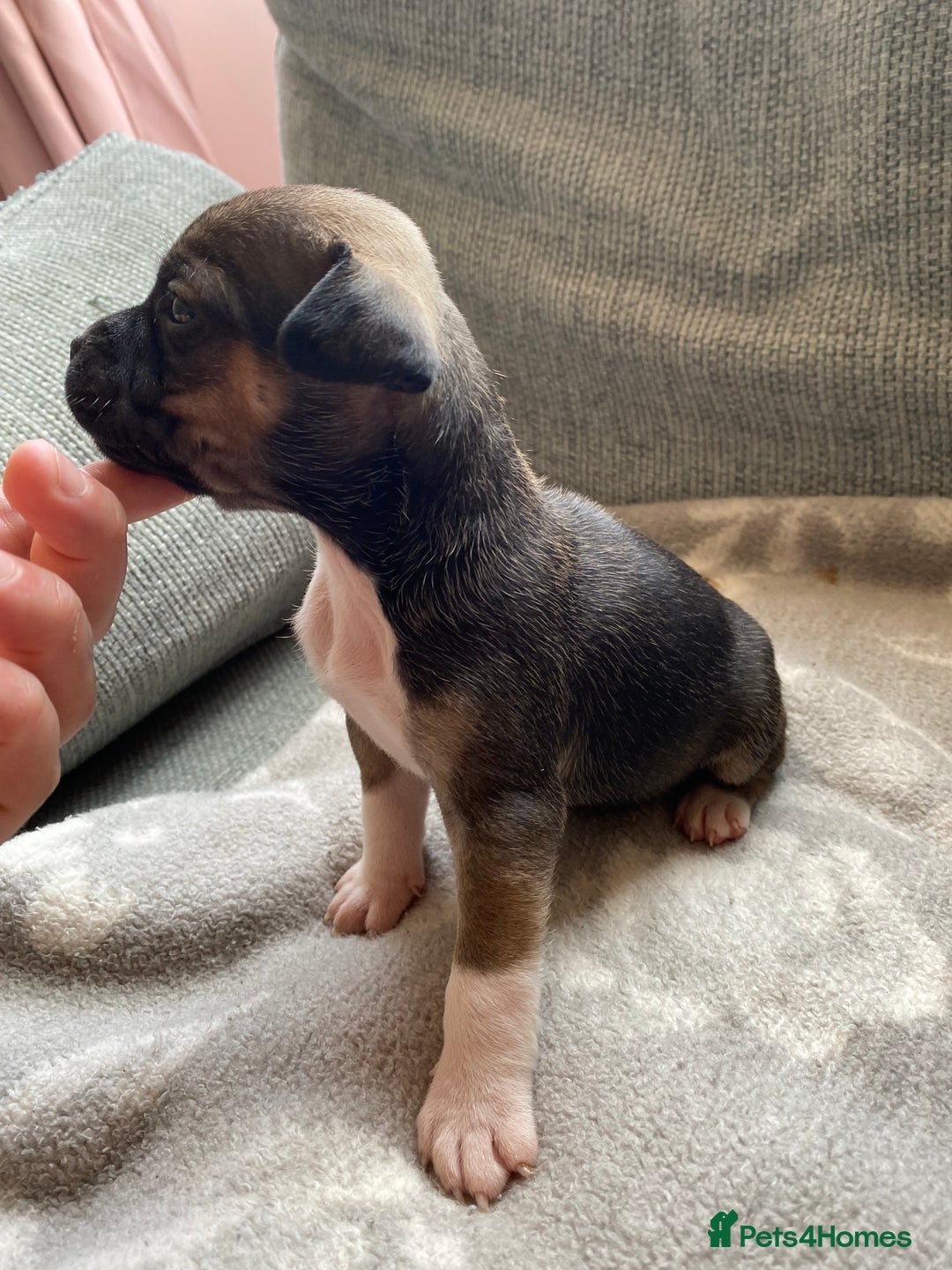 Mixed Breed dogs for sale: French bulldog x Staffordshire bull terrier - Image 9