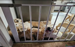 Golden Retriever dogs for sale: Ready to leave KC registered golden retriever - Image 14