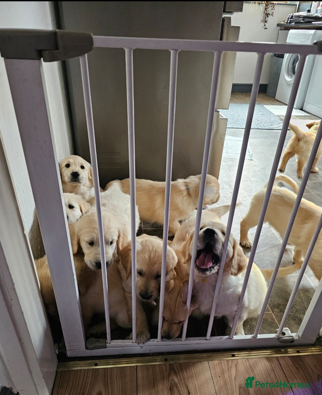 Golden Retriever dogs for sale: Ready to leave KC registered golden retriever - Image 14