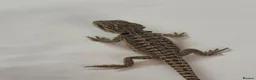 Bearded Dragon reptiles for sale: Red citrus baby bearded dragons  - Advert 17