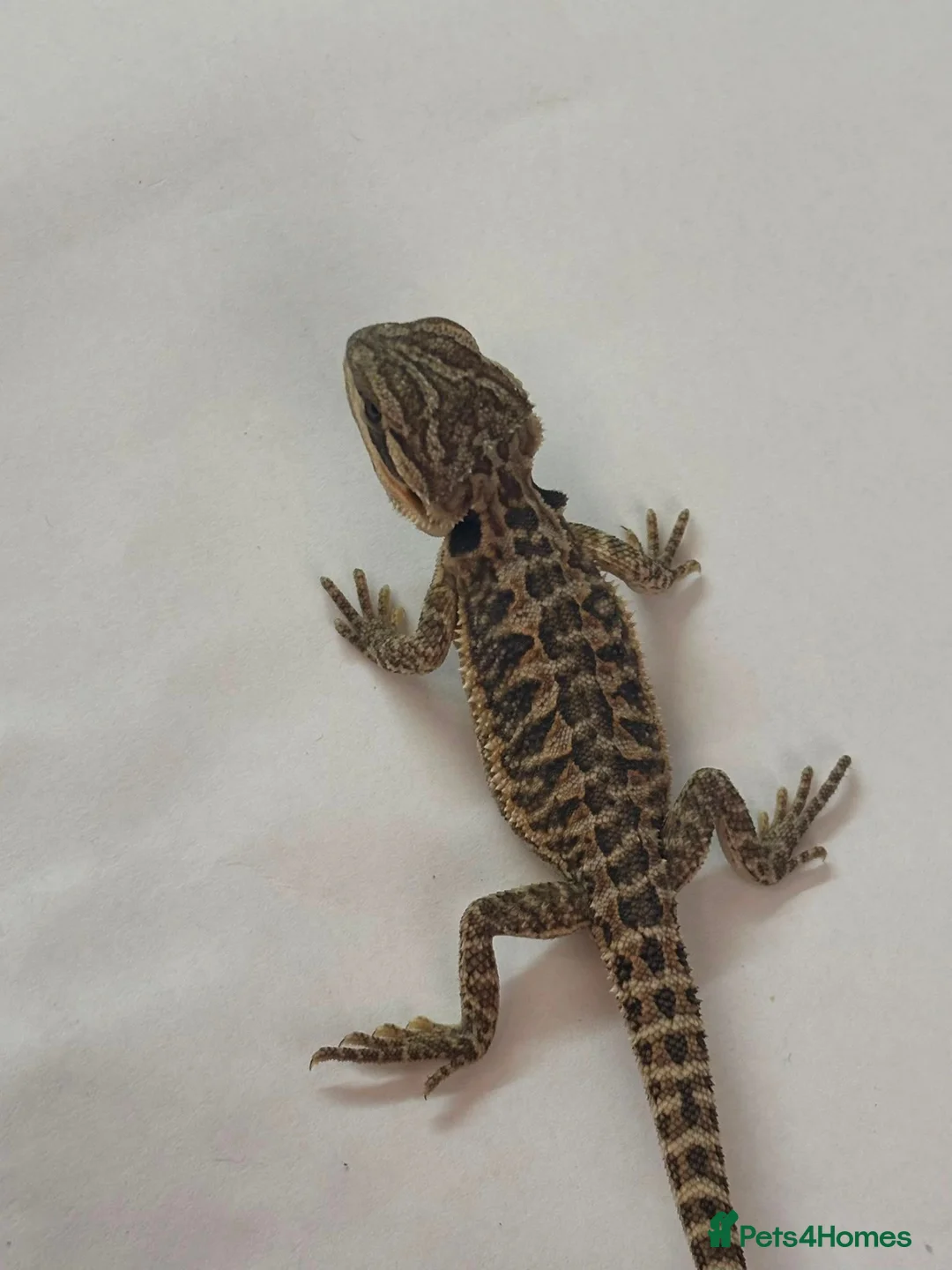 Bearded Dragon reptiles for sale: Red citrus baby bearded dragons  - Advert 17
