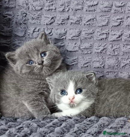 British Shorthair cats Ready for reservations British  - Advert 2