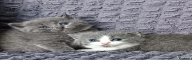 British Shorthair 4