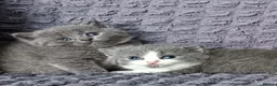 British Shorthair cats for sale: Last😘Ready for new family British  - Advert 15