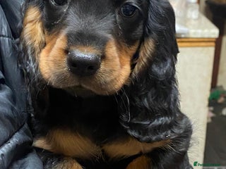 Cocker Spaniel dogs Beautiful cocker spaniel pups ready now - Advert 6
