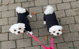 Maltese dogs for sale: KC Reg Korean Maltese girls - Image 29