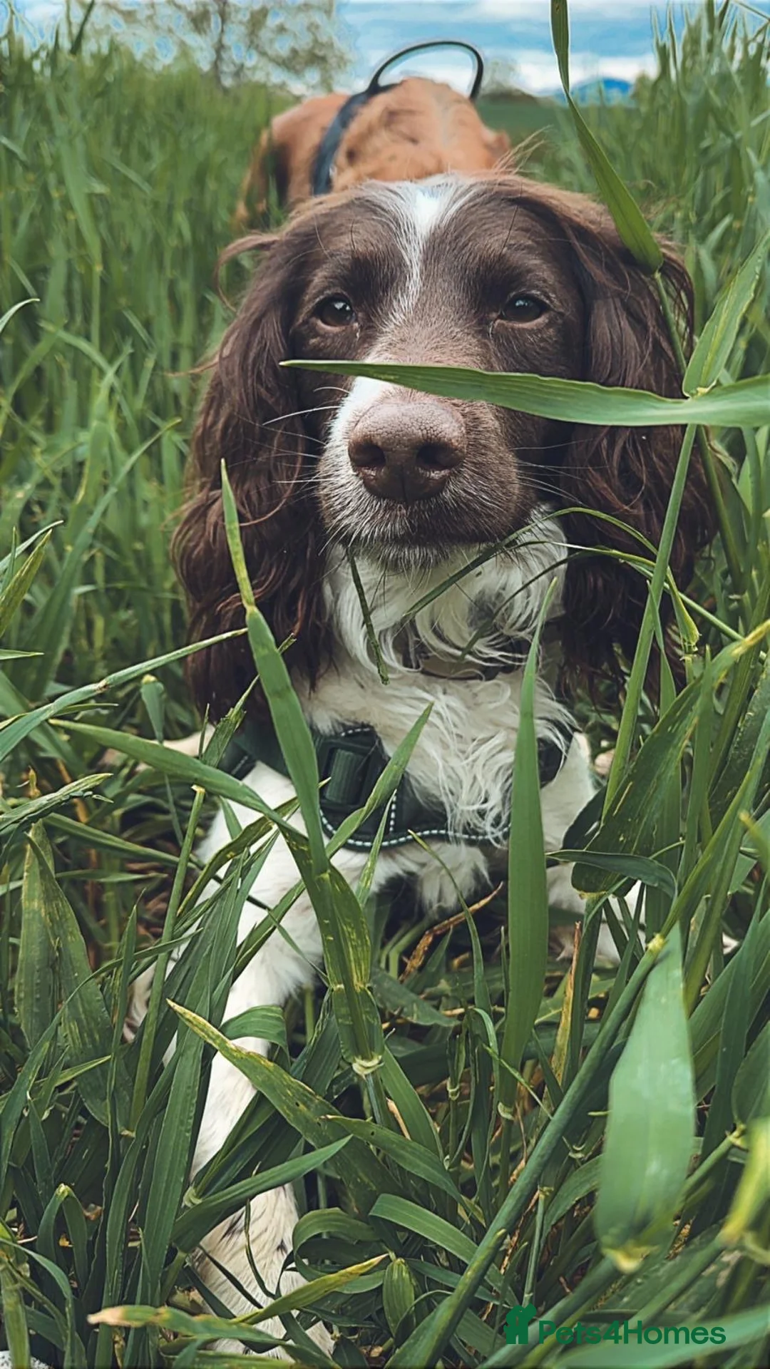 Sprocker dogs for sale: Beautiful boy available  - Advert 2