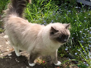 Ragdoll cats for sale: Mr oreo - Advert 1