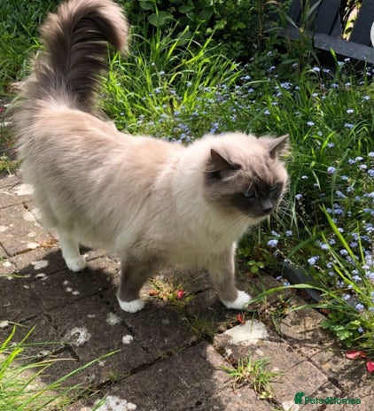 Ragdoll cats Mr oreo - Advert 1