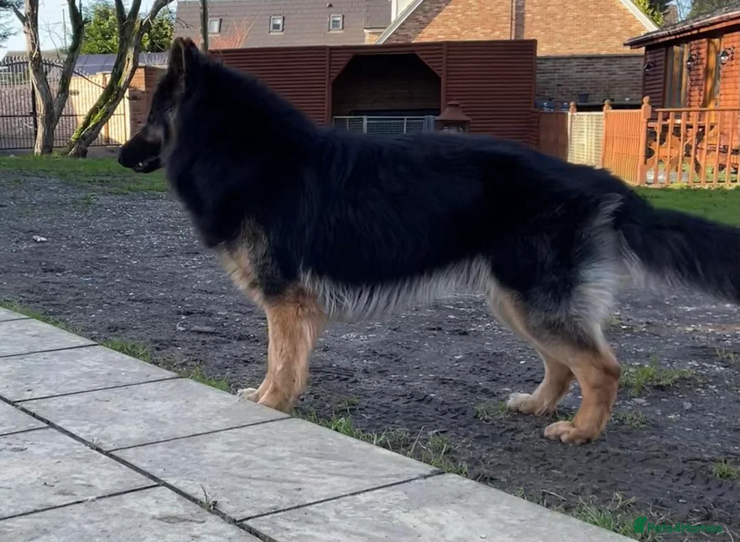 German Shepherd dogs for stud: KC Reg Shadow fully Health Tested at stud in Wisbech - Advert 17