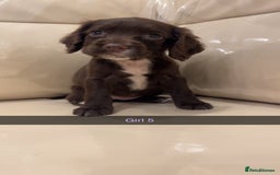 Cocker Spaniel dogs for sale: Cocker spaniel puppies  - Image 13