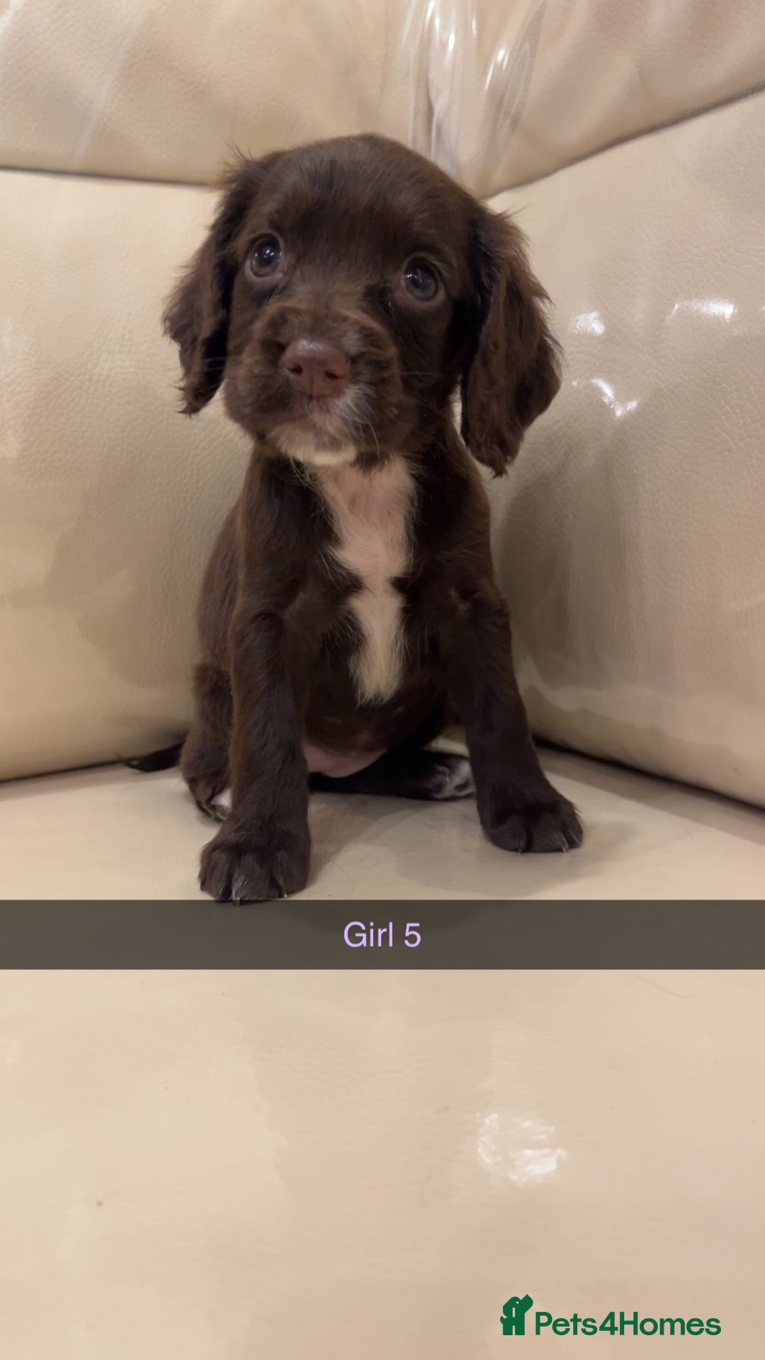 Cocker Spaniel dogs for sale: Cocker spaniel puppies  - Image 13