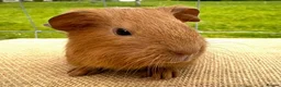 Guinea Pig rodents for sale: Pair of pet baby brothers  - Advert 4