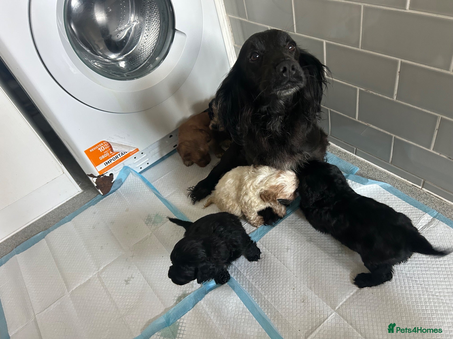 Cockapoo dogs Beautiful miniature cockapoo puppies for sale  - Advert 2