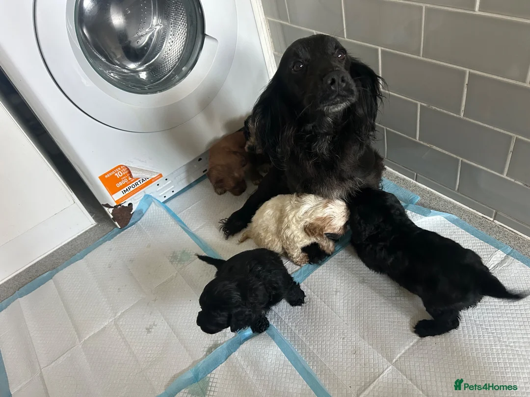 Cockapoo dogs for sale: Beautiful miniature cockapoo puppies for sale  - Advert 2